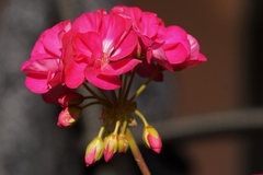 Pripremite muškatle za zimu