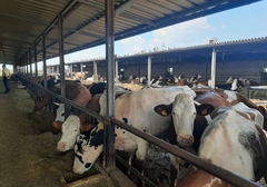 U selu kod Bijeljine osnivaju farmu sa 1.200 grla, građani mogu dati mišljenja i komentare