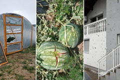 Štete u Posavini: Plastenici probijeni, lubenice razbijene, led satrao usjeve