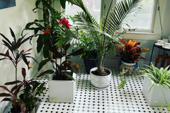 Pet znakova da je vaša biljka prerasla saksiju