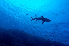 Užas u Hurgadi, ajkula raskomadala turistu