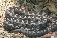 Djevojčicu ugrizao poskok kod Zvornika