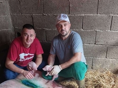 Bijeljinski veterinar o krmači sa 22 praseta: Pred domaćinima težak zadatak