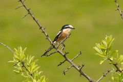 Nova vrsta ptice na području Srbije