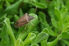 Šta privlači smrdibube u naš dom?