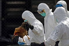 Ptičiji grip ponovo u Evropi: U BiH bez novih slučajeva, nadležni budno prate situaciju