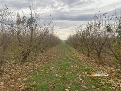 Semberski voćari zadovoljni: Rod lješnika pao 40%, ali cijena skočila na 26 KM po kilogramu 