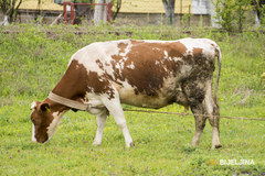 Baka prodala kravu da bi komšiji platila studije, a onda se desilo nešto što će vam natjerati suze na oči