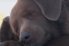 Bobi i njegova priča: Ovo je najstariji pas na svijetu (VIDEO)