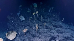 Da li znate šta je "šuma čudnih"? Naučnici ostali u čudu pred prizorom koji su zatekli VIDEO