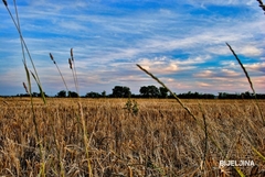 Bijeljina: Premija za pšenicu dva feninga po kilogramu