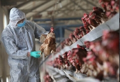 Najveća epidemija ptičijeg gripa ikada u Evropi