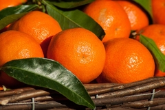 OPREZA NIKAD DOSTA: Zbog pesticida spriječen uvoz mandarina i krastavaca u RS