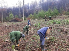 Završeno pošumljavanje dijela majevičke goleti: Šteta koja se ekspolatacijom drveća nanosi, mora se ublažiti FOTO