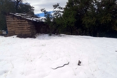 Usred snijega VIĐENA ZMIJA, narodno vjerovanje kaže da je to znak