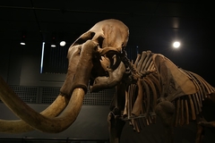 Iz milion godina starog zuba mamuta izvučen NAJSTARIJI DNK na svijetu
