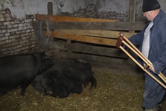 Krmača oprasila 22 prasića: Stočar na 13. prestao da broji (VIDEO)