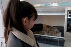 Mačka spašena ispod ruševine zgrade 49 dana nakon zemljotresa