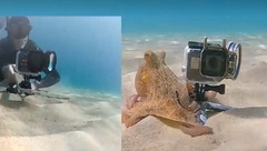 Hit na društvenim mrežama: Hobotnica uzela roniocu podvodnu kameru i napravila pravi haos