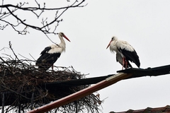 UGINULA RODA MALENA Ljubavnu priču Malene i Klepetana svijet prati već 19 godina
