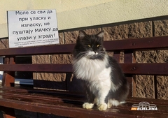 Upozorenje u bijeljinskoj zgradi: Ko unutra pusti mačku, dobiće njen izmet u poštanskom sandučetu (FOTO)