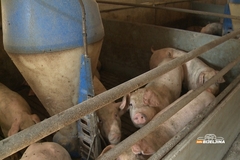 Broj zaklanih svinja u Srpskoj drastično povećan