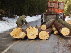 Rekordan decembar spasio statistiku, ali ne i drvnu industriju