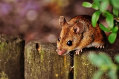 Oprez u prirodi, vreba mišja groznica