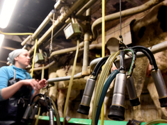 Kriza u proizvodnji mlijeka: Mljekari u Srpskoj traže hitne mjere i veće podsticaje