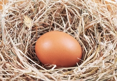 Otkrili netaknuto kokošje jaje staro 1.000 godina