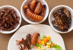 Za ručak crvi i skakavci: EU odobrila uvođenje INSEKATA i beskičmenjaka u ISHRANU