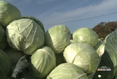 POJEFTINIO KUPUS u Srpskoj,  poznato koliko košta