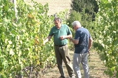 Jupiter i Bijeli Francuz u Semberiji: Miladin uzgaja 200 sorti grožđa, a ne pravi vino (VIDEO)