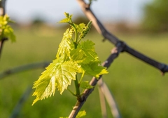 Vinogradari imaju sve manje kupaca, cijene niže nego lani