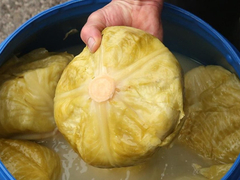 Kako pravilno zamrznuti kiseli kupus: Trikovi da zadrži ukus i traje do šest mjeseci