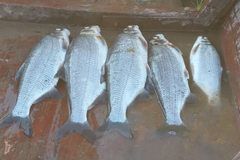 Uginula riba u Drini autohtona, šteta nenadoknadiva