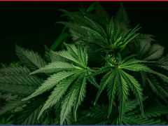 Da li je medicinski kanabis stvarno učinkovit? Šokantno istraživanje