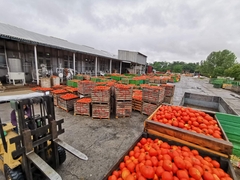 Skladišta PI "Sava Semberija" puna domaćeg paradajza, slijedi brižljiva prerada u sok (FOTO)
