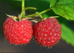 Malinari u RS traže 9 KM za kilogram maline