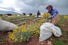 Pomama za čajevima sa hercegovačkih livada