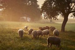 Izazovi ovčarstva u Republici Srpskoj: Kako Borivoje Radanović odražava farmu sa 100 ovaca u Derventi