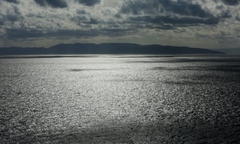 Upozorenje struke! U Jadranu opasan predator koji uništava gotovo sve pred sobom