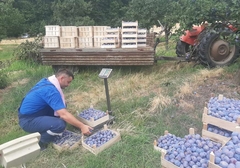 Dobar rod uprkos suši: Šljiva sa Majevice već stigla do Evropske unije