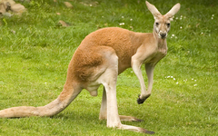 U Australiji otkrivena slika kengura stara 17.300 godina