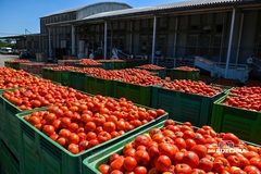 "Sava Semberija" planira preraditi 8.000 tona voća i povrća ove sezone: Povećanje otkupnih cijena sirovina za 20-50%