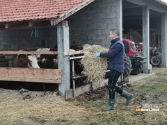 Amajlije neće doživjeti sudbinu drugih sela: Cvijetin ima stan u gradu, ali čim dođe s posla ide u štalu (FOTO)