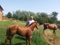 Konjarstvo u Semberiji ima dugu tradiciju: Za ishranu konja mjesečno treba blizu 200 evra /FOTO/