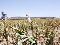 Bez kiše, bez prinosa: Suša uništava poljoprivredu, a najgore tek dolazi
