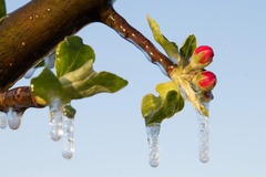Nagle promjene temperature loše utiču na procvjetale voćke