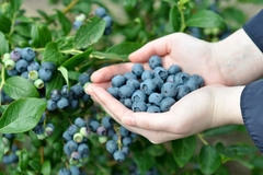 Da li su zdravije svježe ili zamrznute borovnice